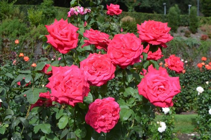 Rosa Hybrid Tea Peter Mayle™ PP11660