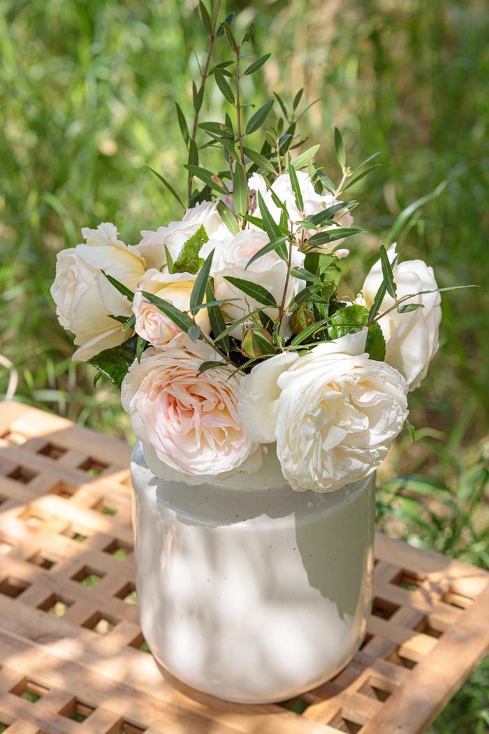 Rosa Hybrid Tea Top Cream™ PP33493