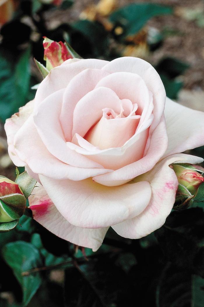 Rosa Hybrid Tea World War II Memorial Rose™