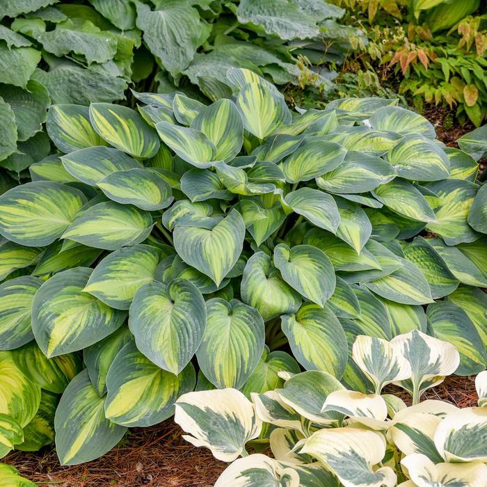 Hosta June