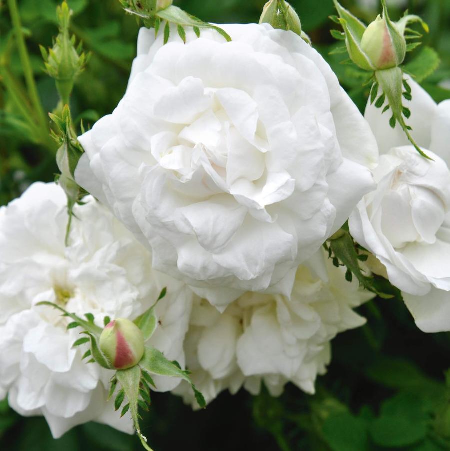 Rosa O.F. Blanc Double DeCoubert