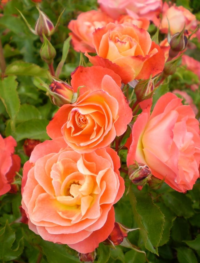 Rosa Shrub Easy Elegance® Coral Cove