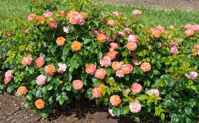 Rosa Tree 24 Orange Glow™ Knock Out® PP35826
