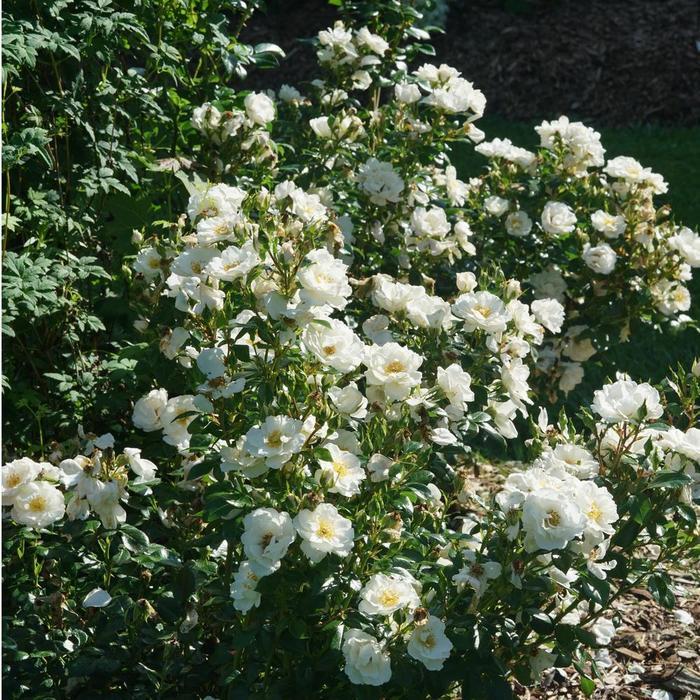 Rosa Shrub Oso Easy Ice Bay®