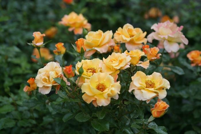 Rosa Shrub Sunorita® PP31005