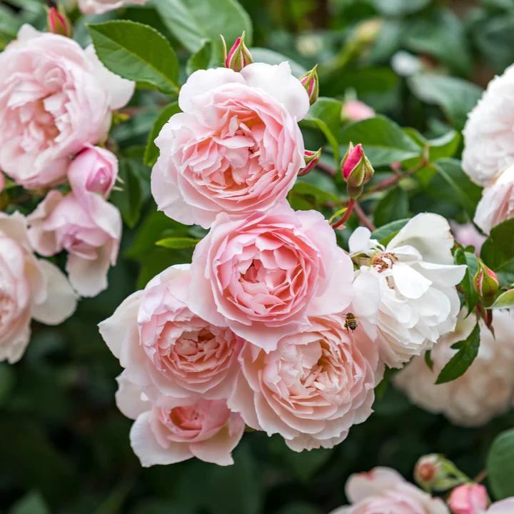 Rosa David Austin The Generous Gardener®