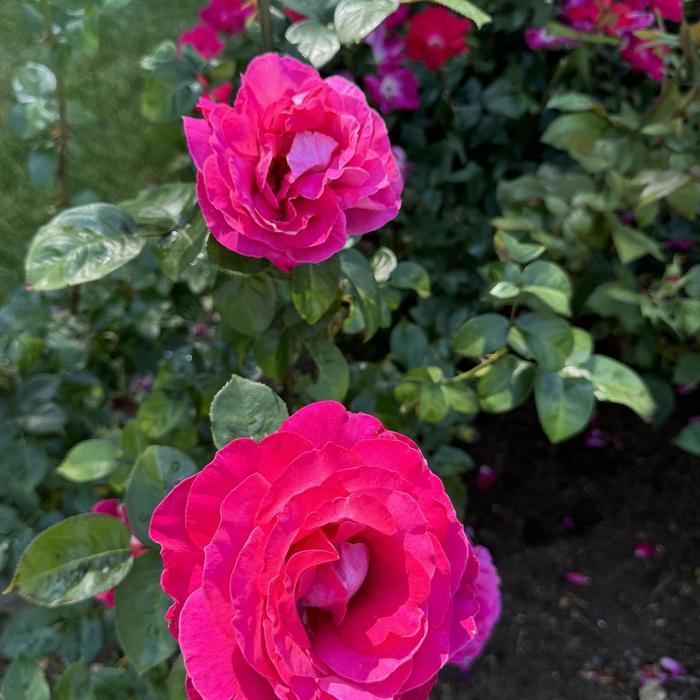Rosa Hybrid Tea Baronne de Rothschild