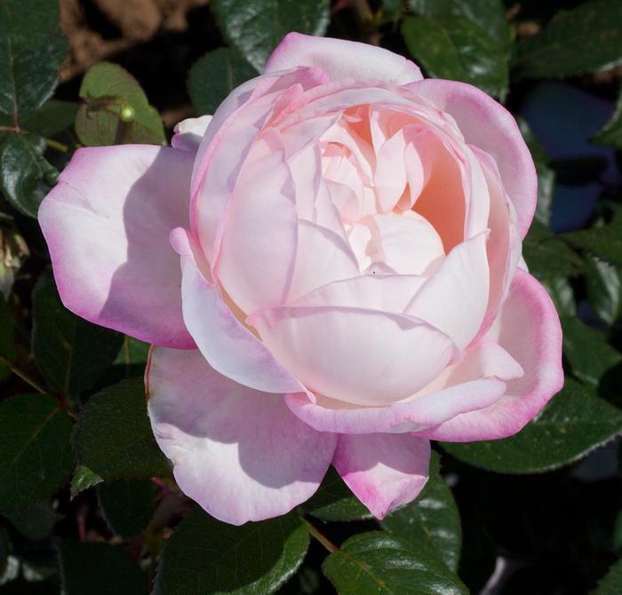 Rosa Hybrid Tea Best Kept Secret™ PP26411