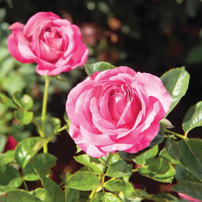 Rosa Hybrid Tea Big Momma™ PP24873