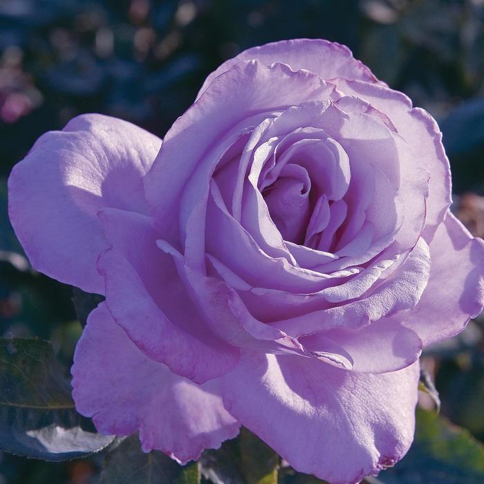 Rosa Hybrid Tea Blue Girl