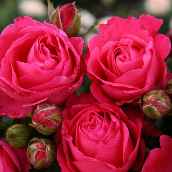 Rosa Hybrid Tea Eleganza® Fiji PP26171