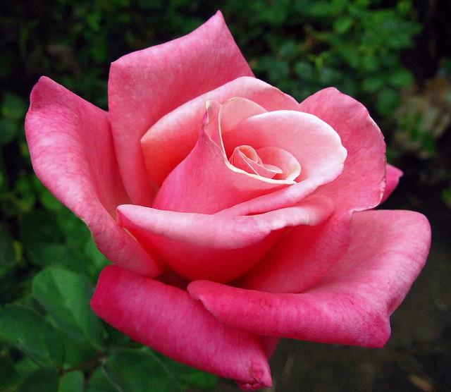 Rosa Hybrid Tea First Prize