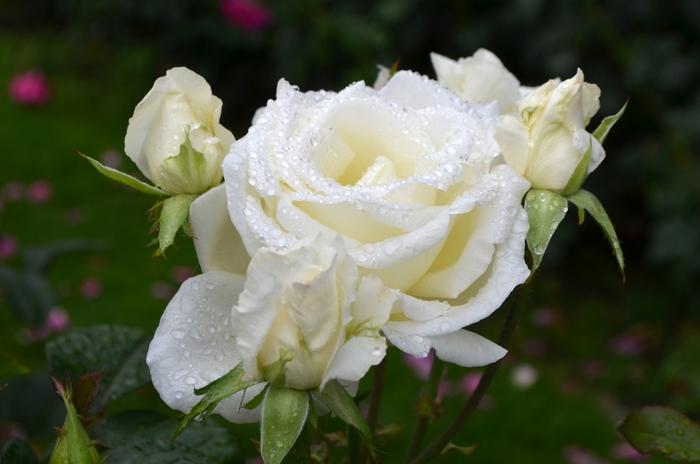 Rosa Hybrid Tea Honor™