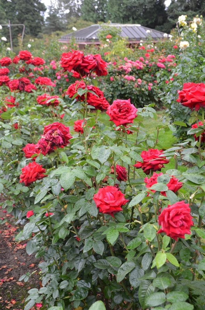 Rosa Tree 36 Ingrid Bergman®