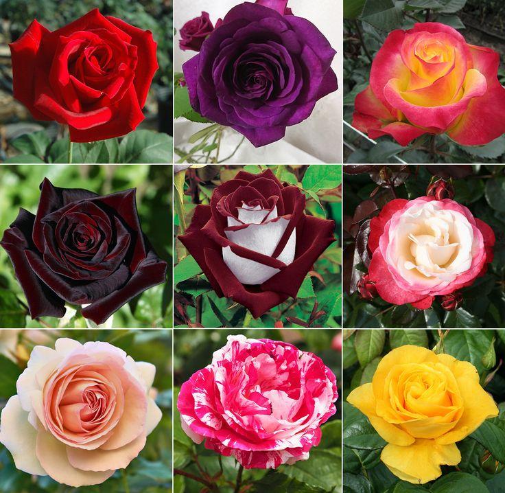 Rose Hybrid Tea Assorted
