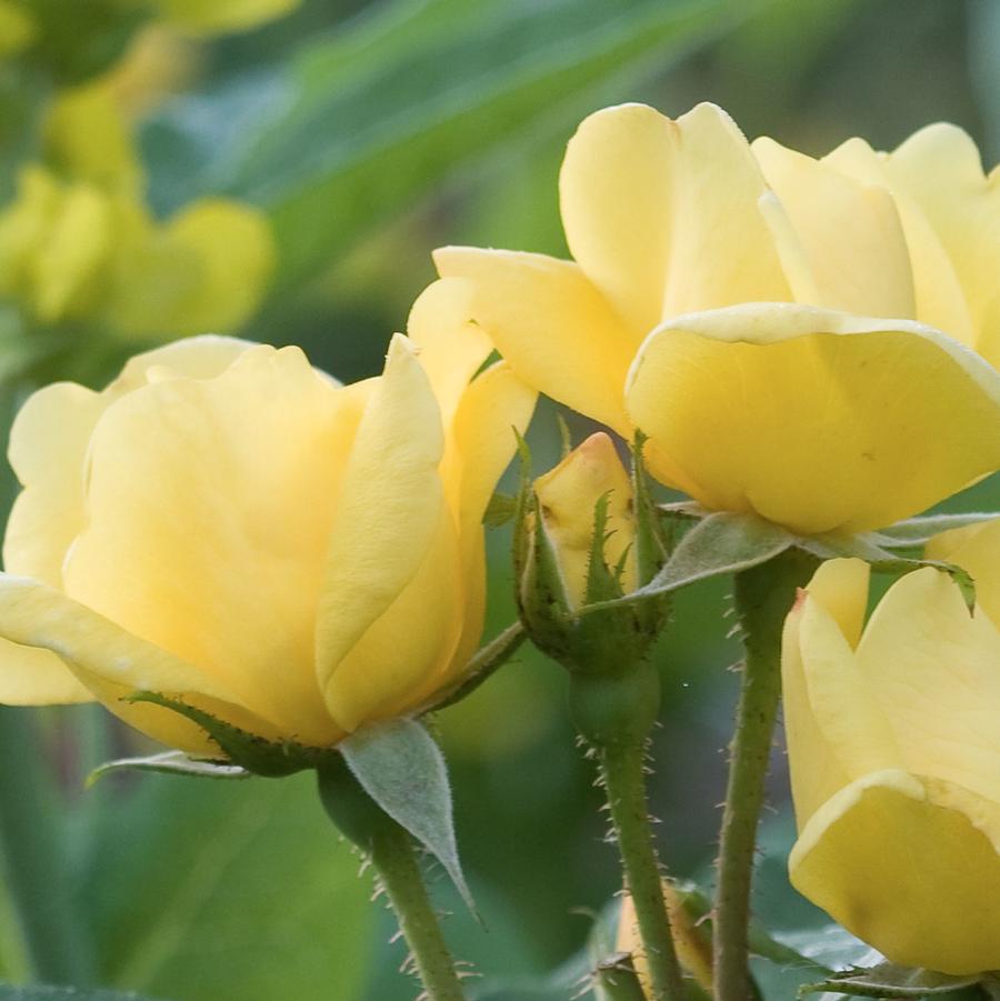 Rosa Shrub Sunny Knock Out® PPAF