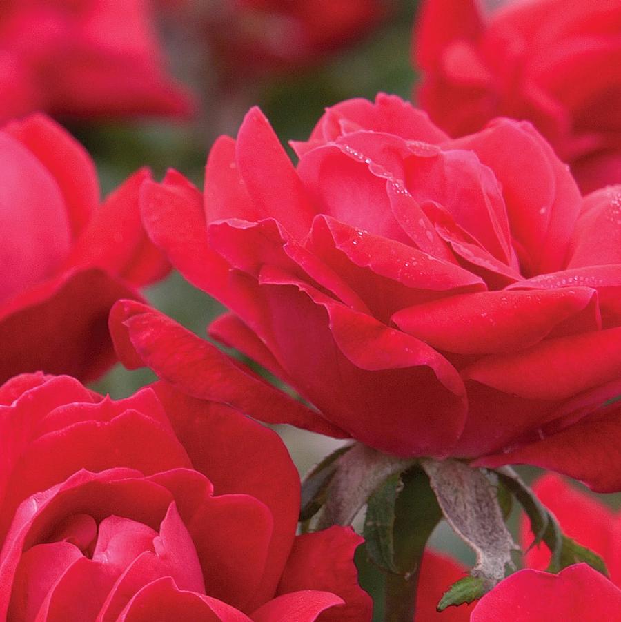 Rosa Tree 36 Double Knock Out PP16202