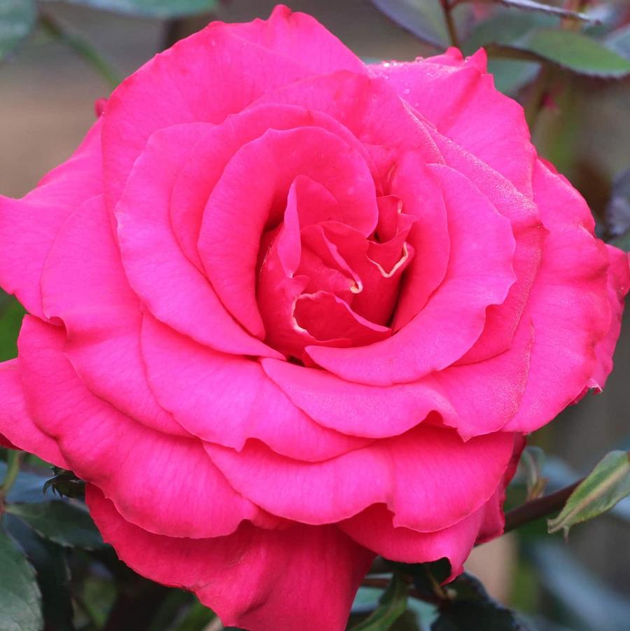 Rosa Tree 36 Fame!™ PP11293