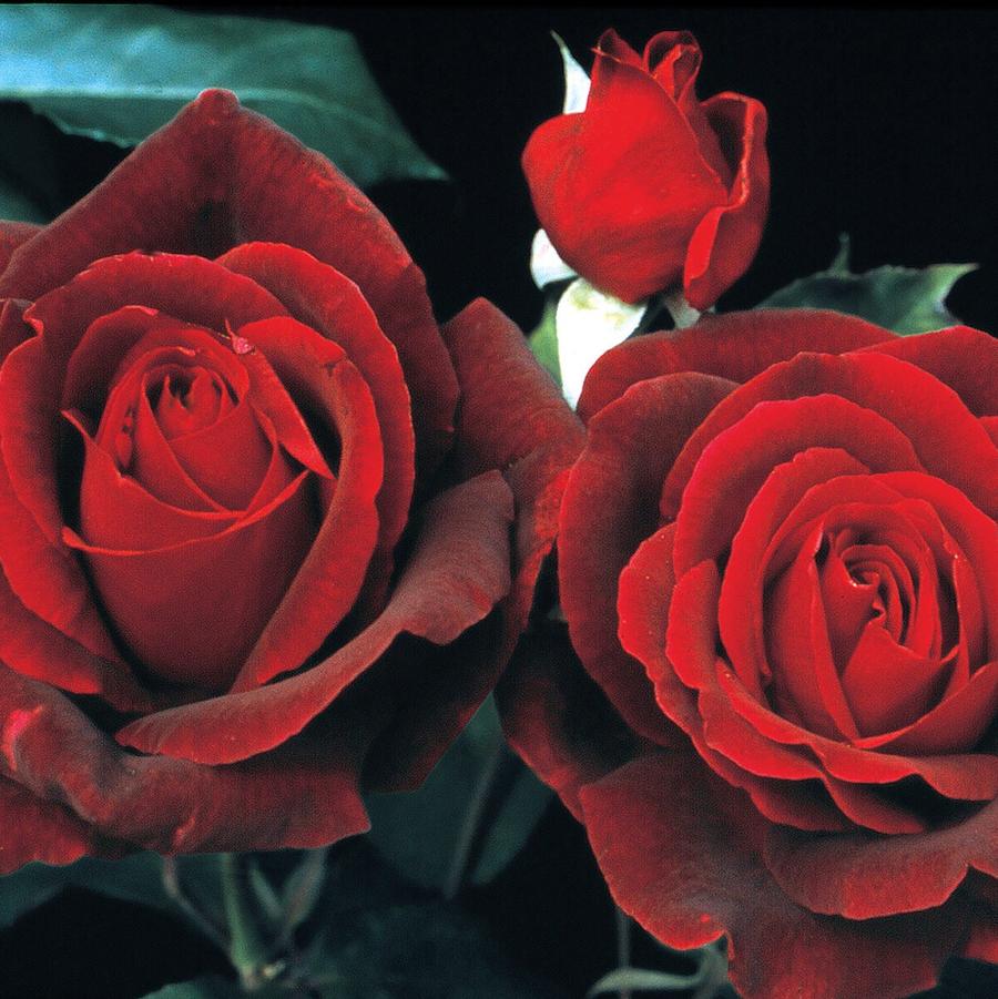 Rosa Tree 36 Mister Lincoln