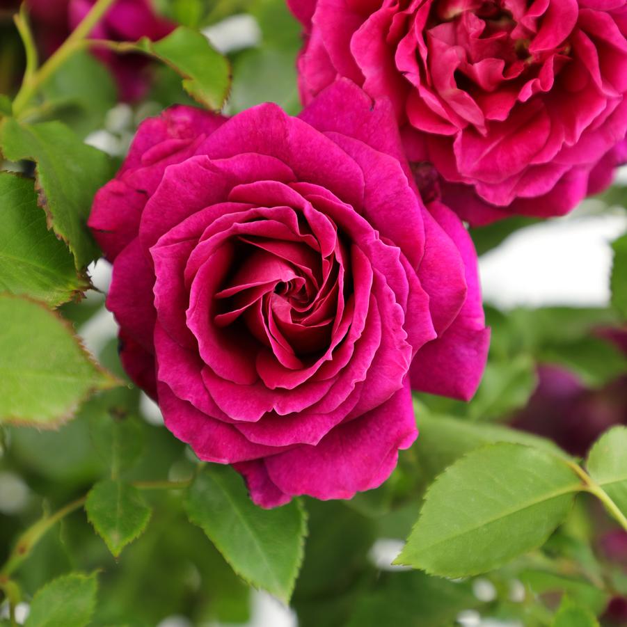 Rosa Shrub True Bloom® True Serenity PP35453