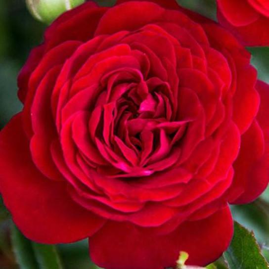 Rosa Shrub True Bloom® True Love™ PP31575