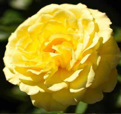 Rosa Shrub True Bloom® True Friendship PP31073