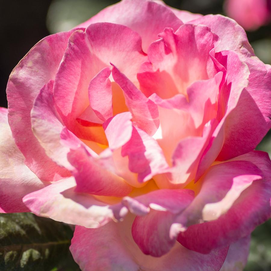 Rosa Tree 36 California Dreamin™ PP21388