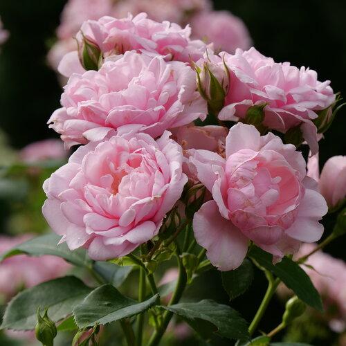 Rosa Shrub Reminiscent® Pink PP34945