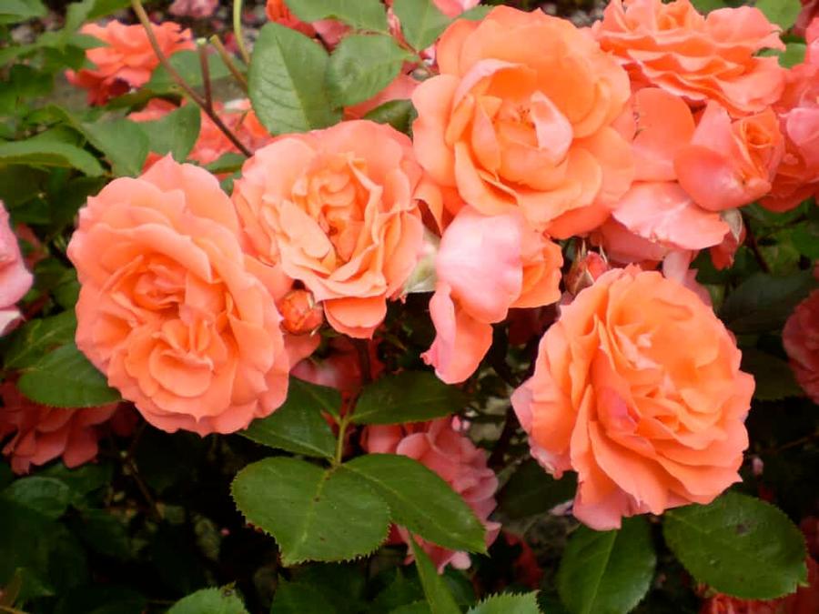 Rosa Shrub Patriot Dream