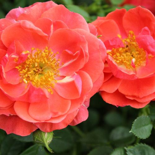 Rosa Shrub Oso Easy® Mango Salsa PP22190