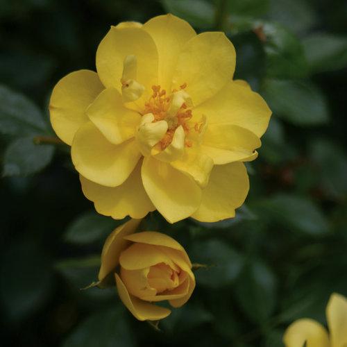 Rosa Shrub Oso Easy® Lemon Zest PP26914