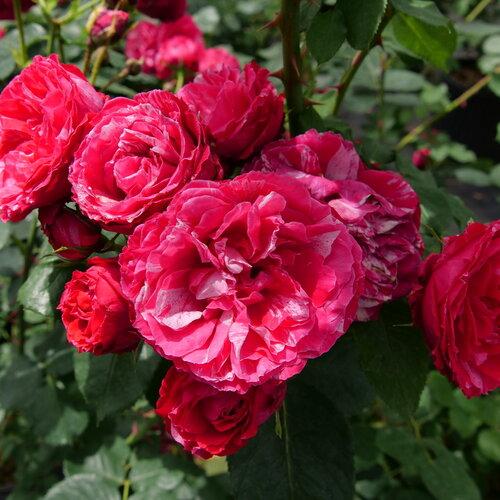 Rosa Shrub Oso Easy Red Stripe®