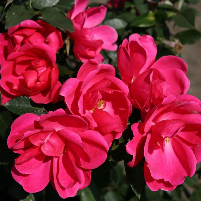 Rosa Shrub Kolorscape® Flamingo PP23529