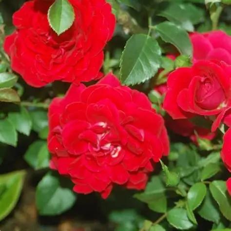 Rosa Shrub Easy Elegance® Paint the Town PP18060