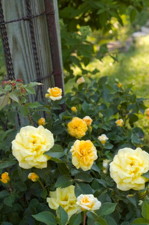 Rosa Shrub Easy Elegance® High Voltage