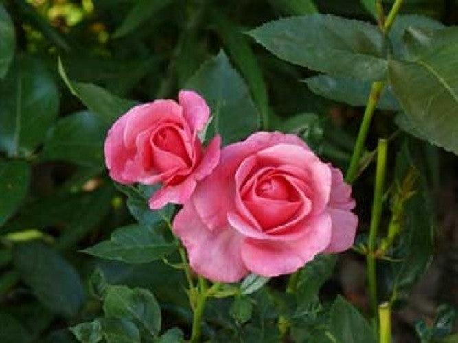 Rosa Shrub Easy Elegance® Grandma's Blessing