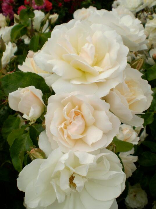 Rosa Shrub Easy Elegance® Champagne Wishes