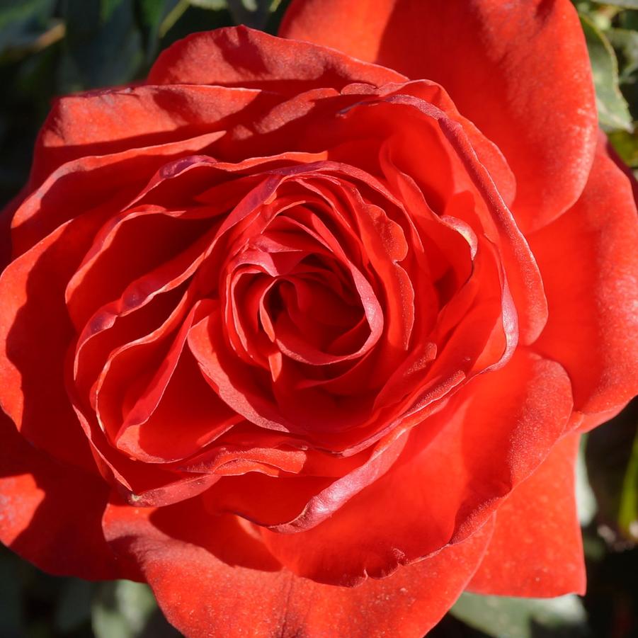 Rosa Climbing Hot 'N' Spicy