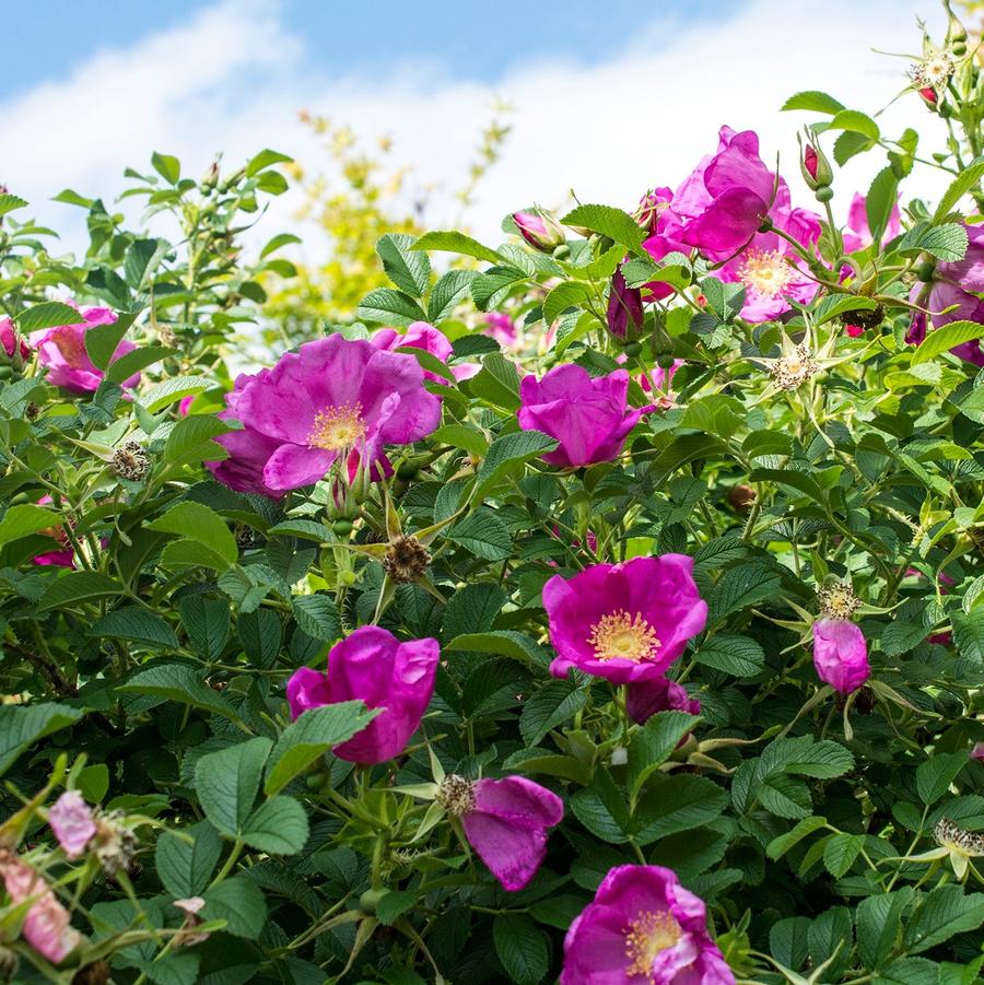 Rosa O.F. Raspberry Rugostar® PP15937