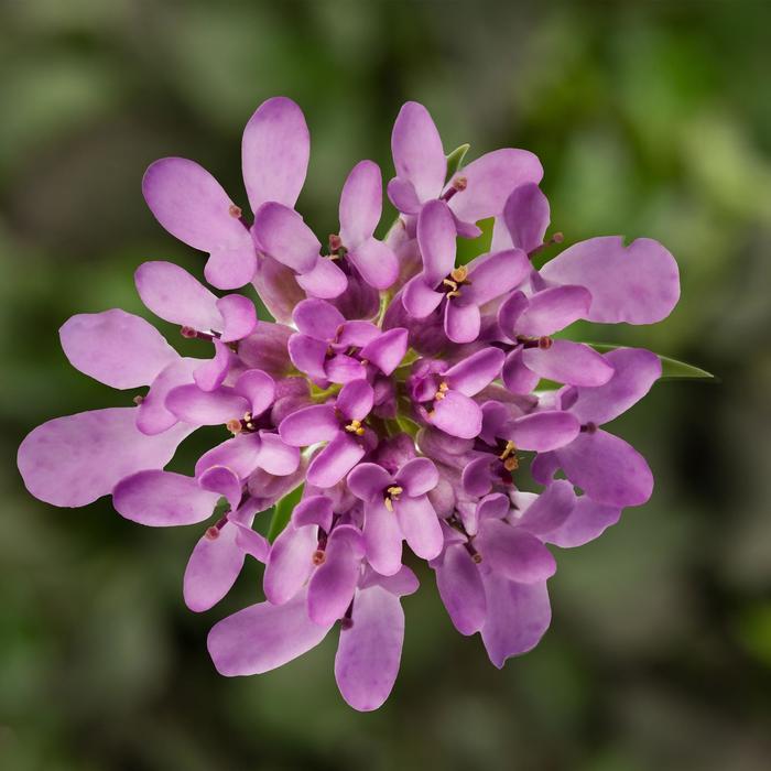 Iberis Mermaid Lavender