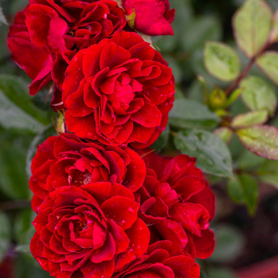 Rosa Mini Tree 18 Red Sunblaze®