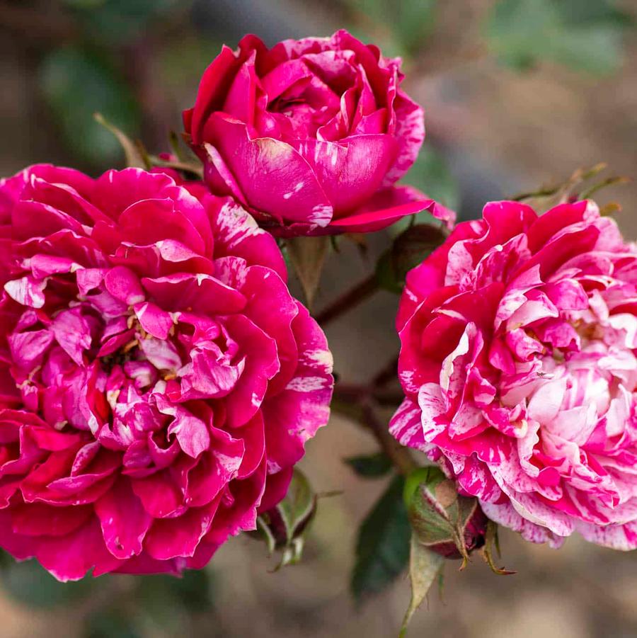 Rosa Mini Tree 18 Sunblaze® Candy PP31645