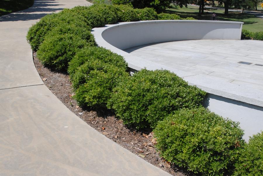 Ilex crenata Compacta