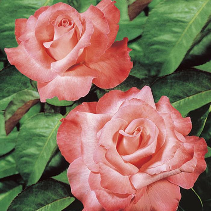 Rosa Hybrid Tea Touch of Class