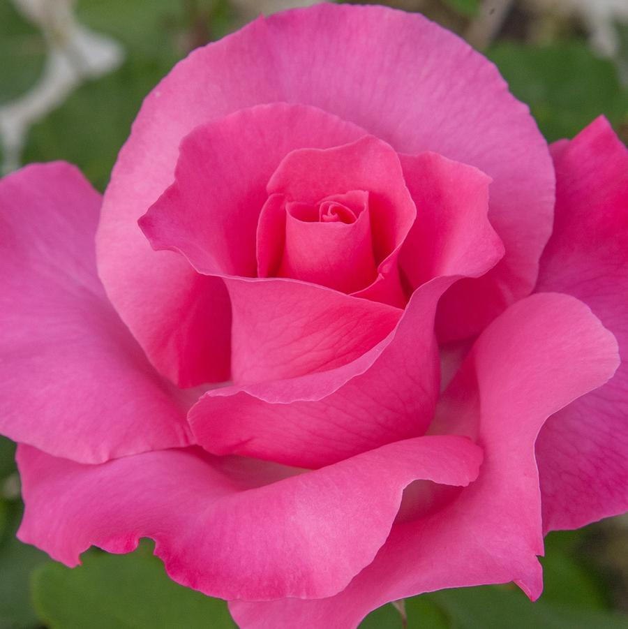 Rosa Hybrid Tea The McCartney Rose®