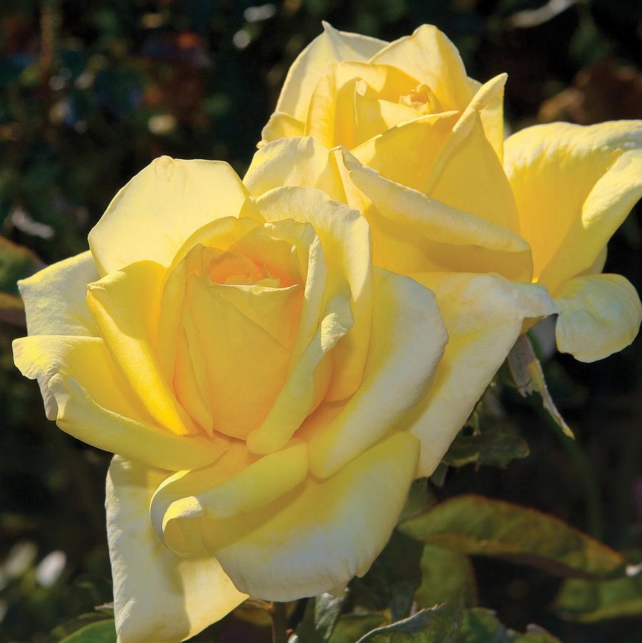 Rosa Hybrid Tea Oregold