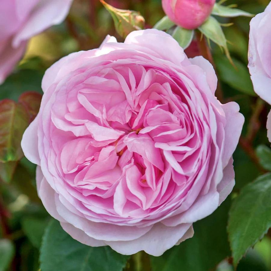 Rosa David Austin Olivia Rose Austin PP27365