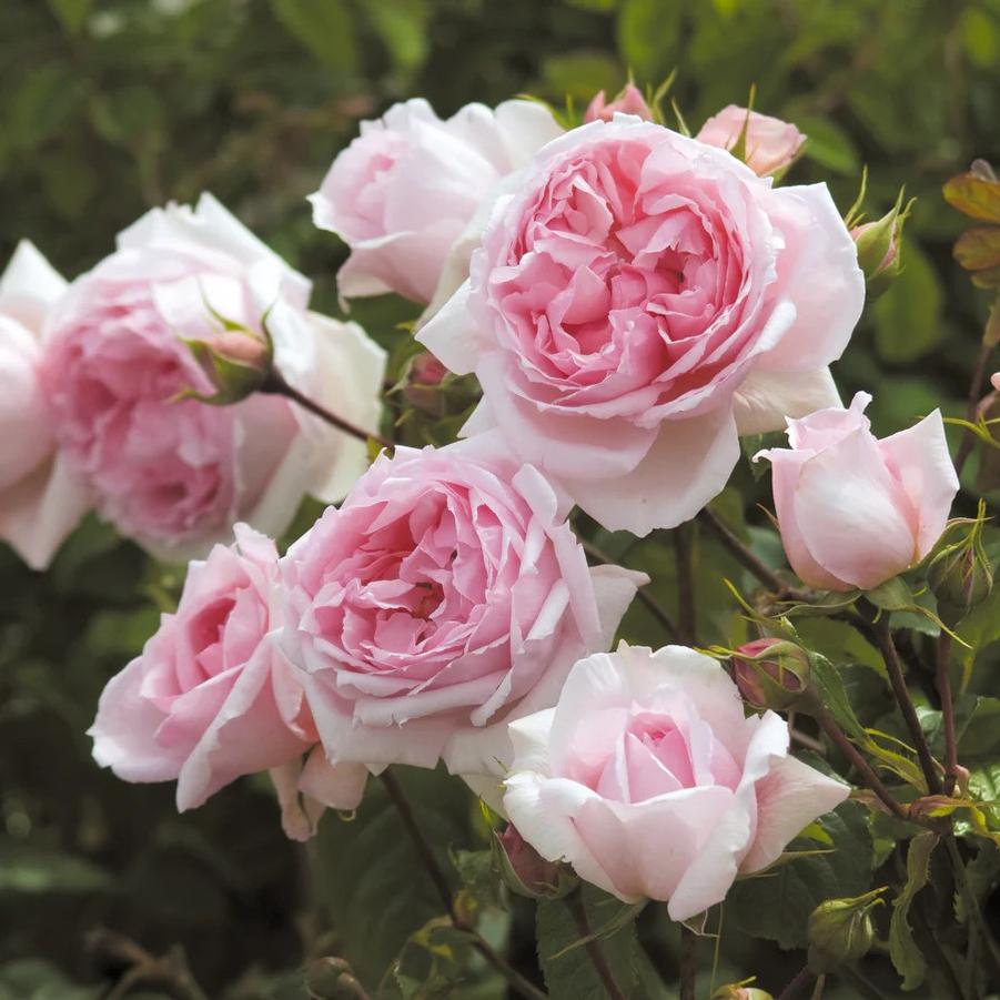 Rosa David Austin The Wedgewood Rose® PP22032