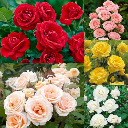 Rose Floribunda Assorted