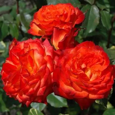 Rosa Floribunda Charisma